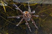 Raft spider floating on water Marais de Lavours France