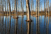 Poplar plantation in the Marais de Lavours Bugey France 