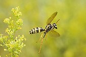 European Paper Wasp flying near an inflorescence France