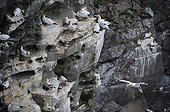 Colony of northern gannets on a coastal cliff Scotland