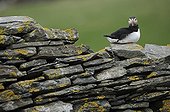 Atlantic Puffin on a dry stone wall Scotland 