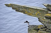 Atlantic Puffin flying away from a coastal cliff Scotland 
