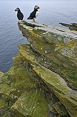 Atlantic Puffins on a coastal cliff Shetlands Scotland 