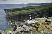 Atlantic Puffins on a coastal cliff Shetlands Scotland 