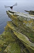 Atlantic Puffin landing on a coastal cliff Scotland 