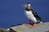 Atlantic Puffin with grass for its nest Scotland