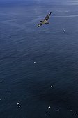 Great Skua in flight over the sea Noss Island Shetlands