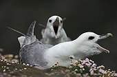 Couple of northern fulmars in courtship display Shetland