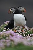 Atlantic puffins on a lawn of Thrifts Shetland