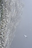 Colony of gannets in fog Shetland Scotland