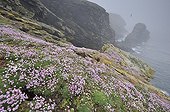 Coastal lawn with thrifts Shetland Scotland