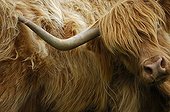 Vache Highland se grattant le flanc avec sa corne Ecosse