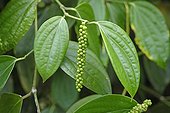 Cluster of unrip bays of black pepper tree Seychelles