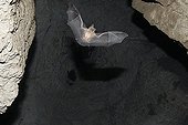 Greater horseshoe bat flying in a cave Bulgaria