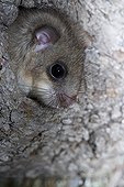Fat Dormouse careful at nest entry in a tree Germany