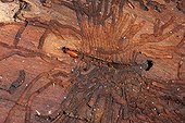 Galleries and Bark beetle larva in wood Brittany France