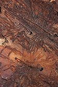 Galleries and Bark beetle larva in wood Brittany France