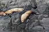 Steller's sea lions resting Johnstone Strait Canada 
