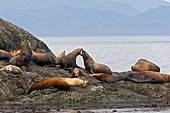 Steller's sea lions resting Johnstone Strait Canada 
