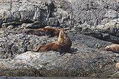 Steller's sea lions resting Johnstone Strait Canada 
