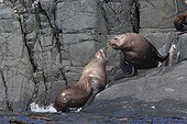 Steller's sea lions Johnstone Strait Canada 