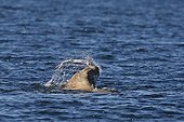 Steller's sea lion catching a fish British Columbia Canada