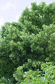 Largeleaf linden in fruit in a garden