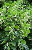 Largeleaf linden in fruit in a garden