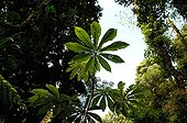 Cecropia leaf in Monteverde forest Costa Rica
