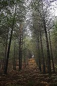 Sous-bois dans une forêt de conifère Manche France