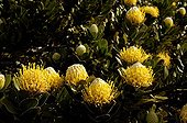 Tree pincushions in flower South Africa