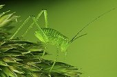 Grasshopper on an ear of grass France
