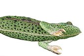 Veiled Chameleon studio ; Origin: Yemen