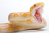 Reticulated Python 'Tiger' albino studio