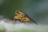 Common yellow dung fly resting on a leaf Brittany France