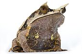 Long-nosed Horned Frog Studio ; Origin: Southeast Asia 