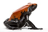 Splashback Poison Frog Studio ; Origin: Brazil