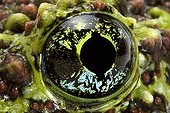 Eye of  Vietnamese Mossy Frog studio ; Origin: Vietnam