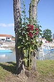 Rose trémière en fleur au pied d'un Acacia Oléron France