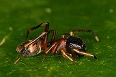 Female mimetic Spider on a leaf Sieuras Ariège