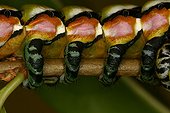 Abdominal paws of a caterpillar in a private breeding