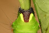 Diurnal Butterfly caterpillar paws in a private breeding