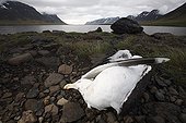 Baltic Gull killed near a down farm Iceland  ; Tannanes Farm, artificial colony of Eider providing facilities that are supposed to better protect the ducks from predators. 