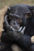 Eastern common chimpanzee eating a mango Tanzania