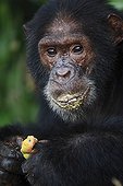 Eastern common chimpanzee eating a mango Tanzania
