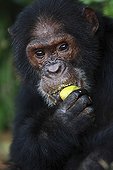 Eastern common chimpanzee eating a mango Tanzania
