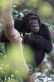 Eastern common chimpanzee eating mangos in a tree Tanzania