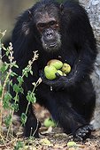 Eastern common chimpanzee carrying mangos Tanzania