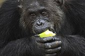 Male Eastern common chimpanzee eating a mango Tanzania