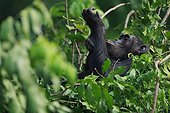 Adult eastern common chimpanzee in its nest Tanzania